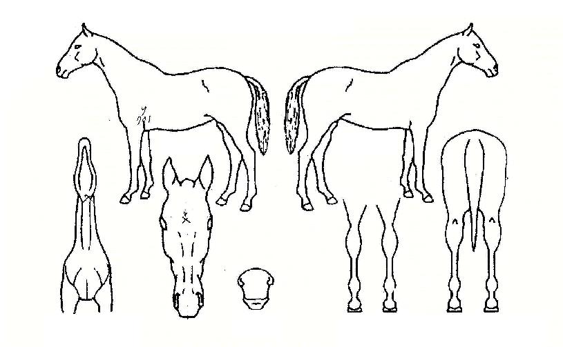 ĵ������� ����,���,�޸�,�λ�,�ٸ��� Ư¡����