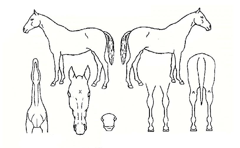 ��������� ����,���,�޸�,�λ�,�ٸ��� Ư¡����