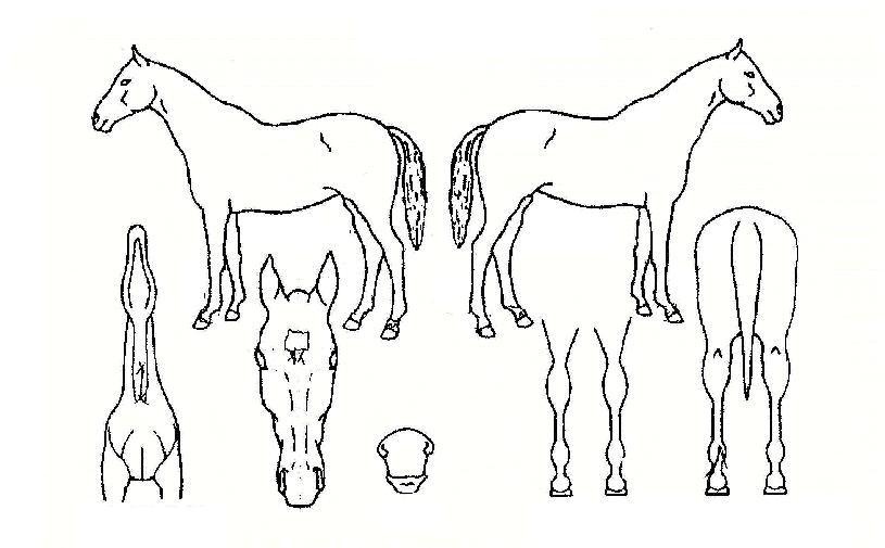 �ص������ ����,���,�޸�,�λ�,�ٸ��� Ư¡����