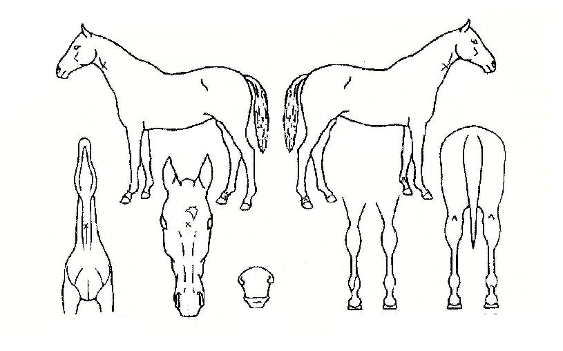 ���ڼ������� ����,���,�޸�,�λ�,�ٸ��� Ư¡����