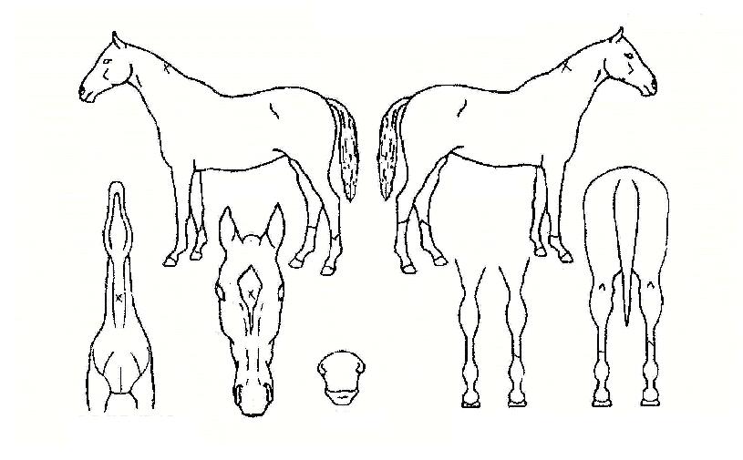 ·¹À̵ð½ºÅµÀÇ Ãø¸é,¿ì¸é,µÞ¸é,µÎ»ó,´Ù¸®ÀÇ Æ¯Â¡µµÇØ