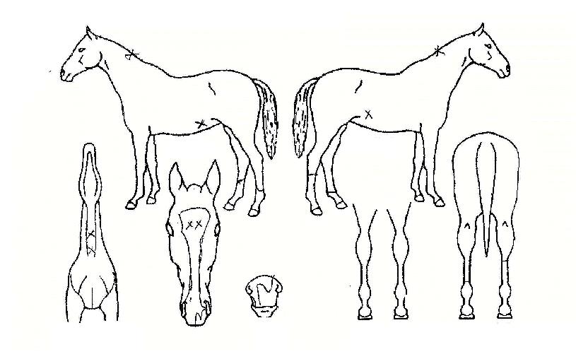 ��뿩���� ����,���,�޸�,�λ�,�ٸ��� Ư¡����