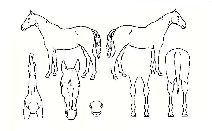 ÅٽóëÀ®Å©ÀÚ¸¶ÀÇ Ãø¸é,¿ì¸é,µÞ¸é,µÎ»ó,´Ù¸®ÀÇ Æ¯Â¡µµÇØ