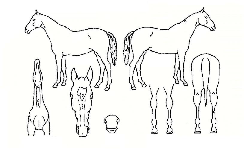 ±ÝºûÁÖ¿ªÀÇ Ãø¸é,¿ì¸é,µÞ¸é,µÎ»ó,´Ù¸®ÀÇ Æ¯Â¡µµÇØ