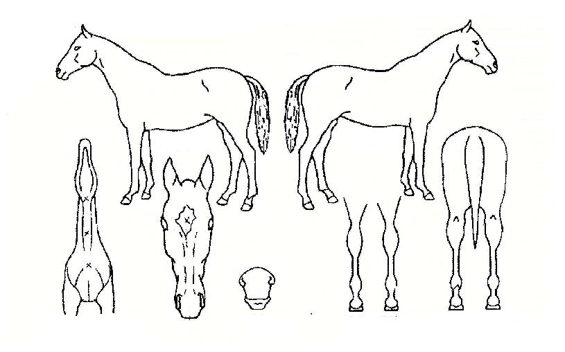 ±¤¼Óµµ·ÎÀÇ Ãø¸é,¿ì¸é,µÞ¸é,µÎ»ó,´Ù¸®ÀÇ Æ¯Â¡µµÇØ