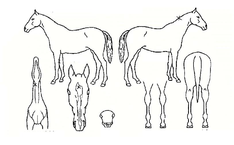 ÁÁÀº³¯ÀÇ Ãø¸é,¿ì¸é,µÞ¸é,µÎ»ó,´Ù¸®ÀÇ Æ¯Â¡µµÇØ