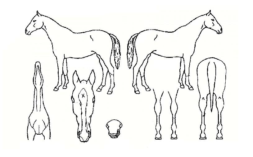 ±â¹ßÇÑÀÇ Ãø¸é,¿ì¸é,µÞ¸é,µÎ»ó,´Ù¸®ÀÇ Æ¯Â¡µµÇØ