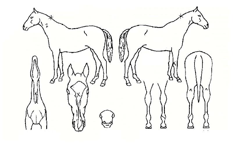 º¸ÈÖÀÇ Ãø¸é,¿ì¸é,µÞ¸é,µÎ»ó,´Ù¸®ÀÇ Æ¯Â¡µµÇØ