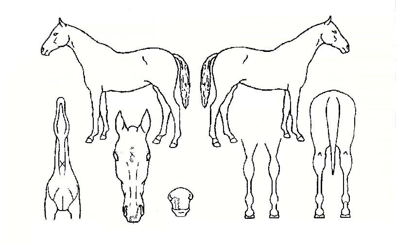 ¼öÆå½ºÈ÷¾î·ÎÀÇ Ãø¸é,¿ì¸é,µÞ¸é,µÎ»ó,´Ù¸®ÀÇ Æ¯Â¡µµÇØ