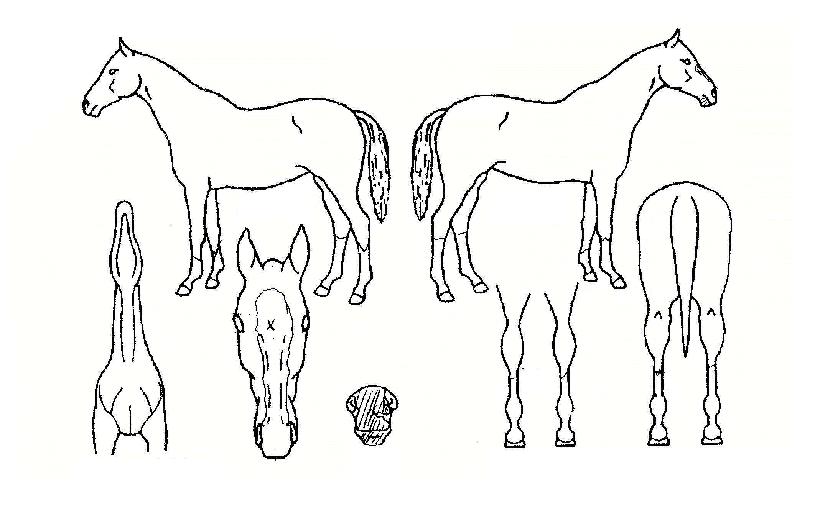 º°ºû¼Ò³ªÅ¸ÀÇ Ãø¸é,¿ì¸é,µÞ¸é,µÎ»ó,´Ù¸®ÀÇ Æ¯Â¡µµÇØ