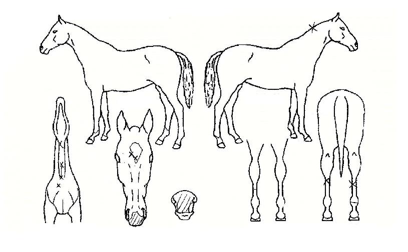 ���귩�ͻ��� ����,���,�޸�,�λ�,�ٸ��� Ư¡����