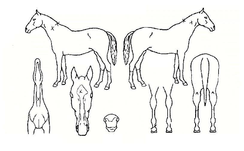 ������Ʈ�� ����,���,�޸�,�λ�,�ٸ��� Ư¡����