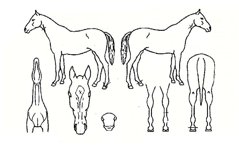 ���丮ķ���� ����,���,�޸�,�λ�,�ٸ��� Ư¡����