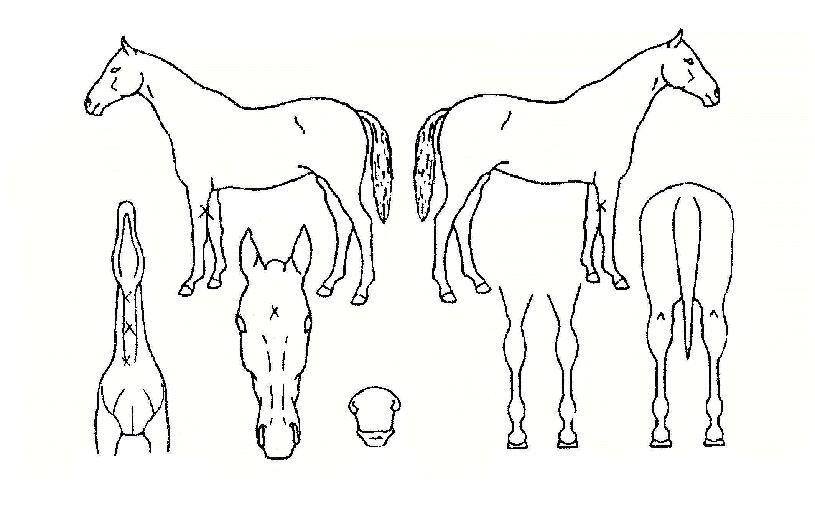 ������ ����,���,�޸�,�λ�,�ٸ��� Ư¡����