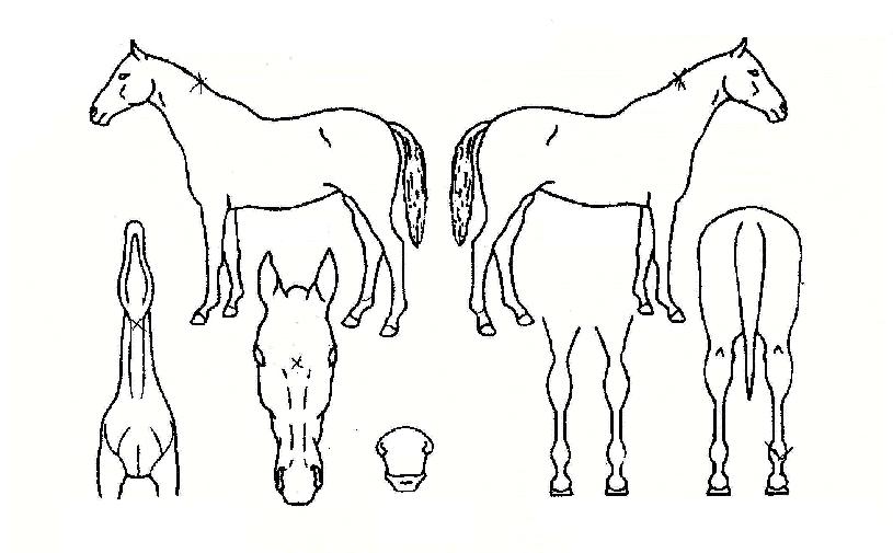 ¸®»çÀÌÆ²ÀÇ Ãø¸é,¿ì¸é,µÞ¸é,µÎ»ó,´Ù¸®ÀÇ Æ¯Â¡µµÇØ