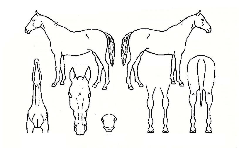 ��â�Ǻ��� ����,���,�޸�,�λ�,�ٸ��� Ư¡����