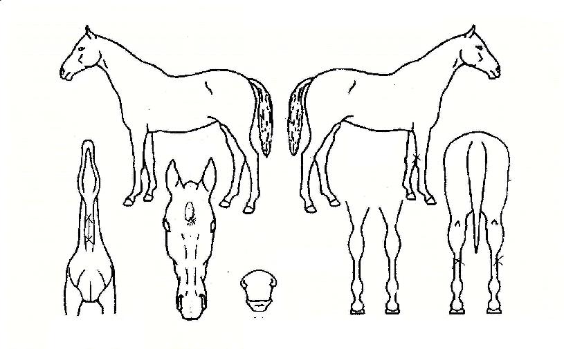 ������ ����,���,�޸�,�λ�,�ٸ��� Ư¡����