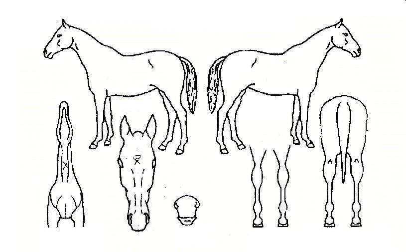 ����Ŭ���� ����,���,�޸�,�λ�,�ٸ��� Ư¡����