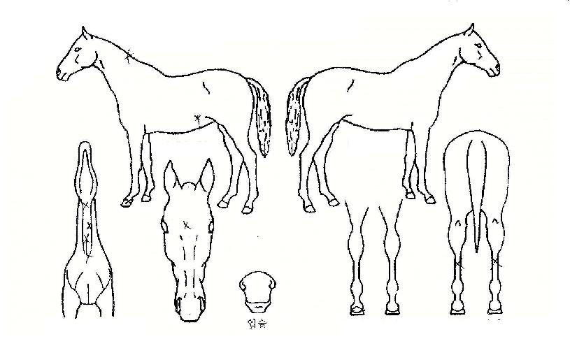 ���������� ����,���,�޸�,�λ�,�ٸ��� Ư¡����