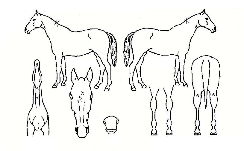 ´ÙÄ®¸®ÈúÀÇ Ãø¸é,¿ì¸é,µÞ¸é,µÎ»ó,´Ù¸®ÀÇ Æ¯Â¡µµÇØ