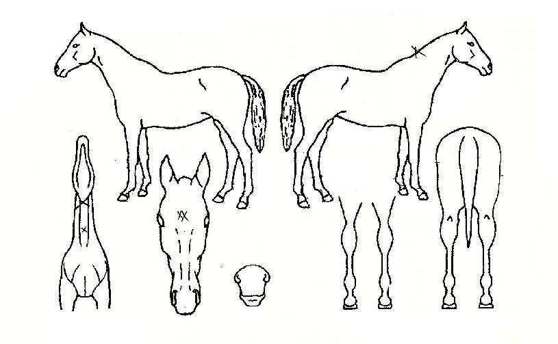 ¹ßÇØ¸íÀåÀÇ Ãø¸é,¿ì¸é,µÞ¸é,µÎ»ó,´Ù¸®ÀÇ Æ¯Â¡µµÇØ