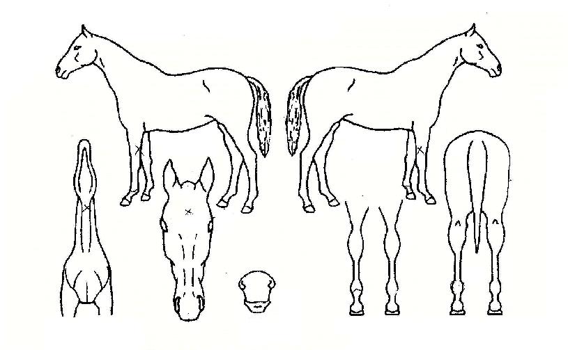 °ñµç±¸½ºÀÇ Ãø¸é,¿ì¸é,µÞ¸é,µÎ»ó,´Ù¸®ÀÇ Æ¯Â¡µµÇØ