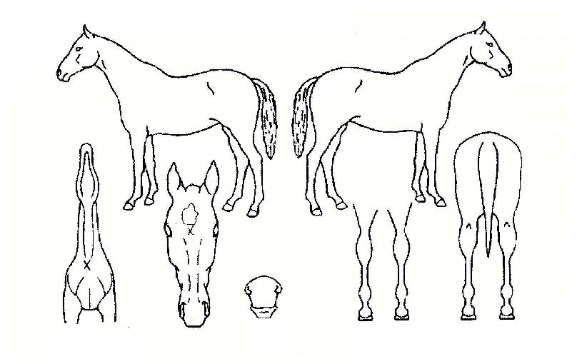 ����ĭ�� ����,���,�޸�,�λ�,�ٸ��� Ư¡����