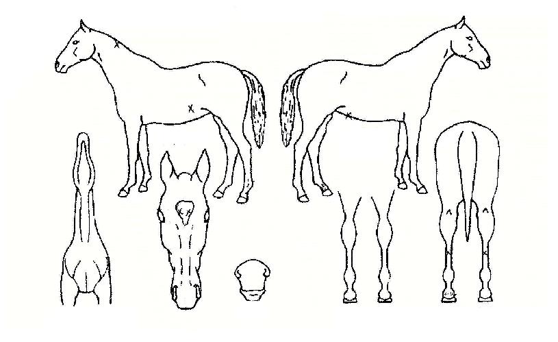 ���������� ����,���,�޸�,�λ�,�ٸ��� Ư¡����