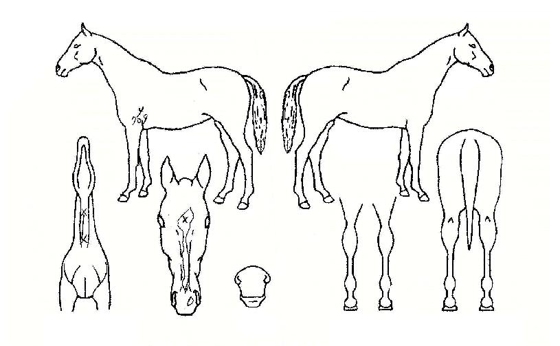 ���ƽ�Ÿ�̰��� ����,���,�޸�,�λ�,�ٸ��� Ư¡����