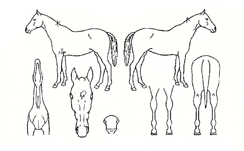 ���������� ����,���,�޸�,�λ�,�ٸ��� Ư¡����