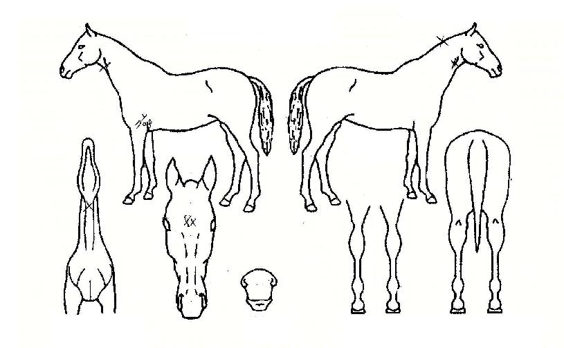 ������ ����,���,�޸�,�λ�,�ٸ��� Ư¡����