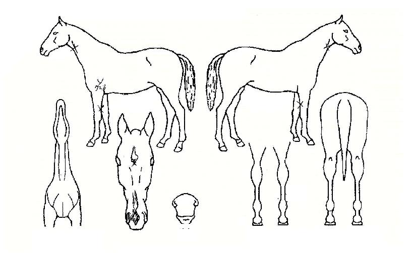 ÄöÅÒÀÇ Ãø¸é,¿ì¸é,µÞ¸é,µÎ»ó,´Ù¸®ÀÇ Æ¯Â¡µµÇØ