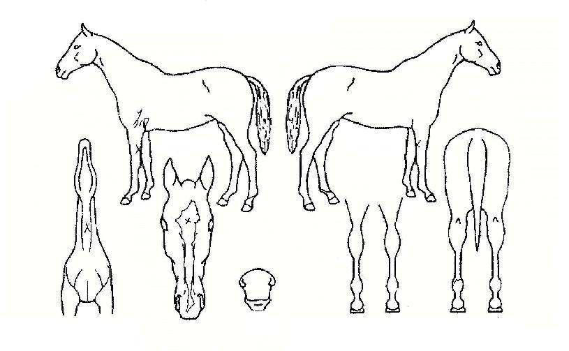 ¾ÆÄ§»ç¶ûÀÇ Ãø¸é,¿ì¸é,µÞ¸é,µÎ»ó,´Ù¸®ÀÇ Æ¯Â¡µµÇØ