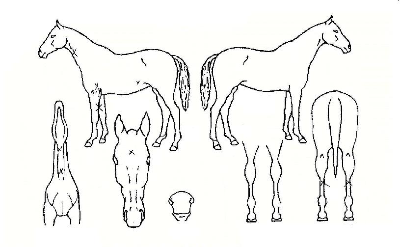 �ö��׷����� ����,���,�޸�,�λ�,�ٸ��� Ư¡����