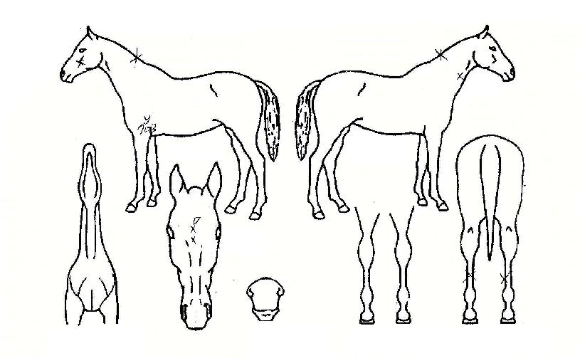 �귣ư�� ����,���,�޸�,�λ�,�ٸ��� Ư¡����