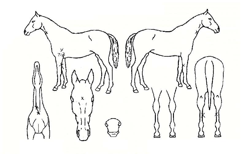 ���������� ����,���,�޸�,�λ�,�ٸ��� Ư¡����