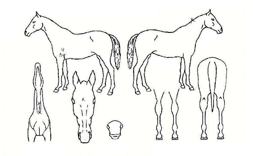 ��ǳ���� ����,���,�޸�,�λ�,�ٸ��� Ư¡����