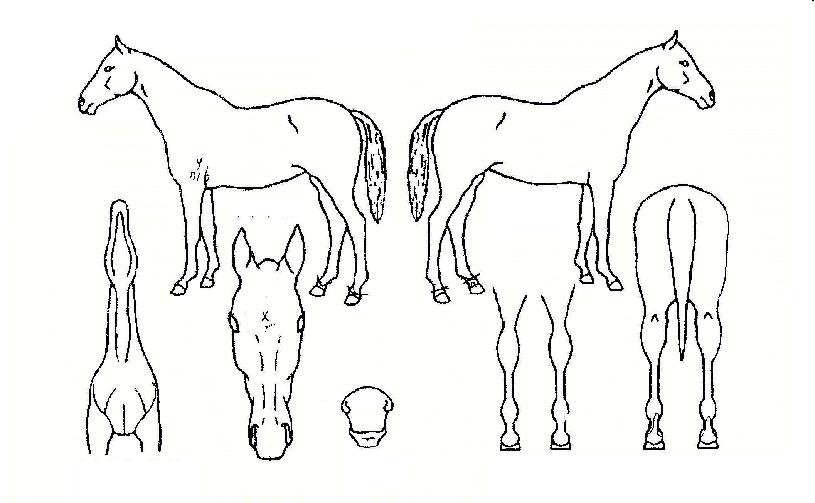 ÀººûÀü»çÀÇ Ãø¸é,¿ì¸é,µÞ¸é,µÎ»ó,´Ù¸®ÀÇ Æ¯Â¡µµÇØ