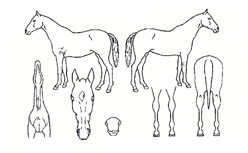 ÁöÁ¸¼³ÈÀÇ Ãø¸é,¿ì¸é,µÞ¸é,µÎ»ó,´Ù¸®ÀÇ Æ¯Â¡µµÇØ