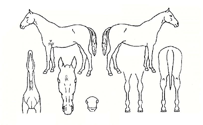 À¯¼ºÁ¦ÀÏÀÇ Ãø¸é,¿ì¸é,µÞ¸é,µÎ»ó,´Ù¸®ÀÇ Æ¯Â¡µµÇØ