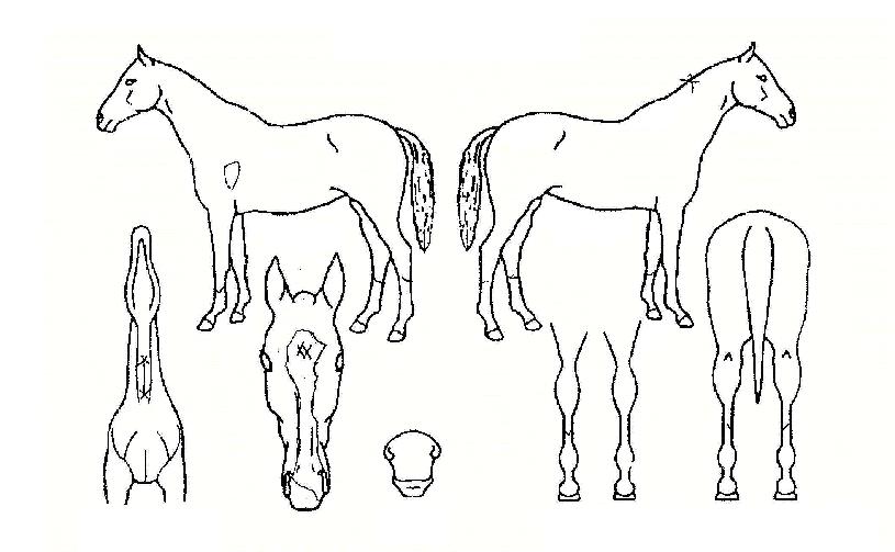 °ñµå¶óº§ÀÇ Ãø¸é,¿ì¸é,µÞ¸é,µÎ»ó,´Ù¸®ÀÇ Æ¯Â¡µµÇØ