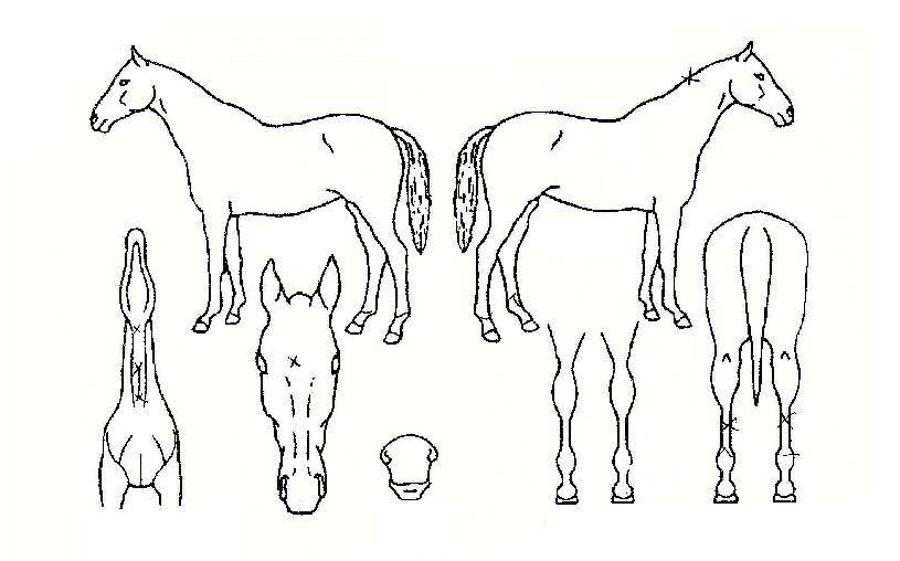 ��������� ����,���,�޸�,�λ�,�ٸ��� Ư¡����