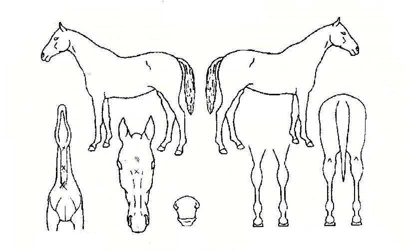 ¿µ¿øÇÑºÒÆÐÀÇ Ãø¸é,¿ì¸é,µÞ¸é,µÎ»ó,´Ù¸®ÀÇ Æ¯Â¡µµÇØ