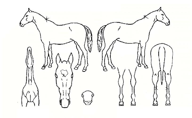 ���ذ�ȣ�� ����,���,�޸�,�λ�,�ٸ��� Ư¡����