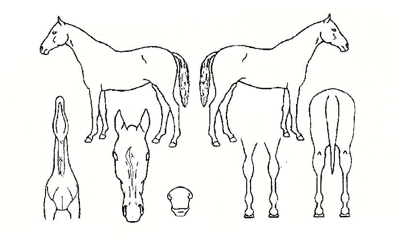 ��������� ����,���,�޸�,�λ�,�ٸ��� Ư¡����