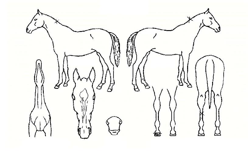 ���ν�Ƽ�� ����,���,�޸�,�λ�,�ٸ��� Ư¡����