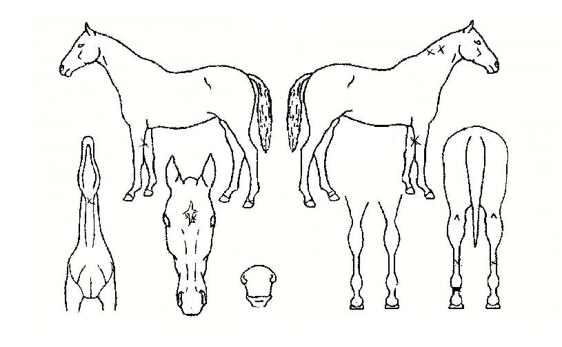 ���������� ����,���,�޸�,�λ�,�ٸ��� Ư¡����