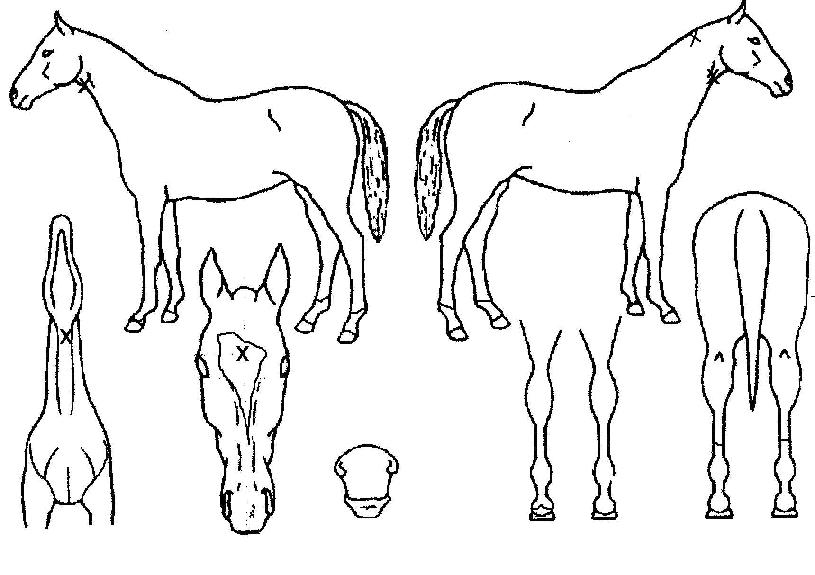 ���巹�̵��� ����,���,�޸�,�λ�,�ٸ��� Ư¡����