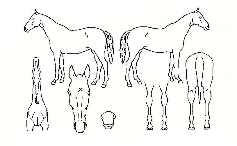 ¼è³×Á©·¹ÀÇ Ãø¸é,¿ì¸é,µÞ¸é,µÎ»ó,´Ù¸®ÀÇ Æ¯Â¡µµÇØ