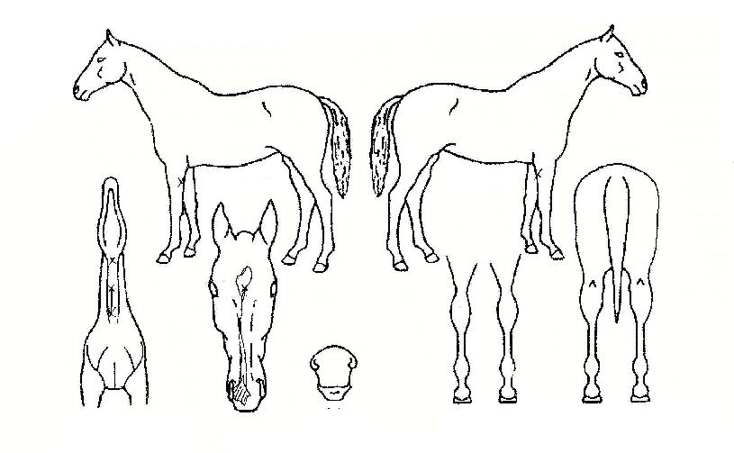 �̳��������� ����,���,�޸�,�λ�,�ٸ��� Ư¡����